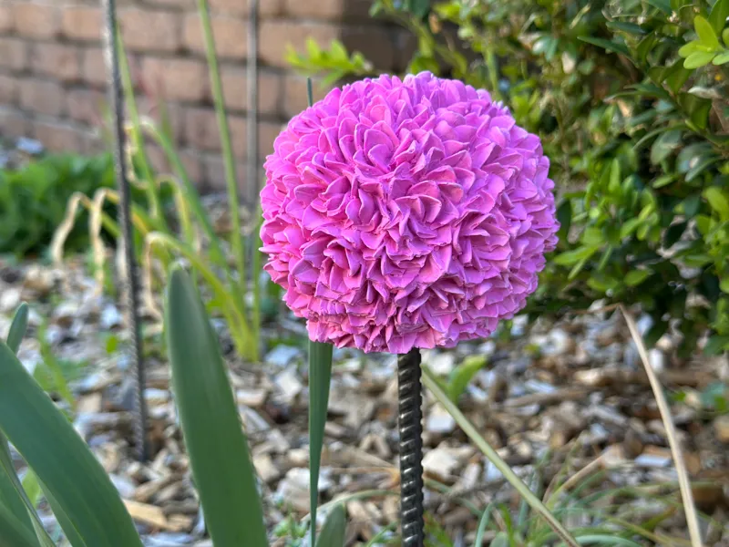 Halter für ein gegossenen Allium / Ackerlauch