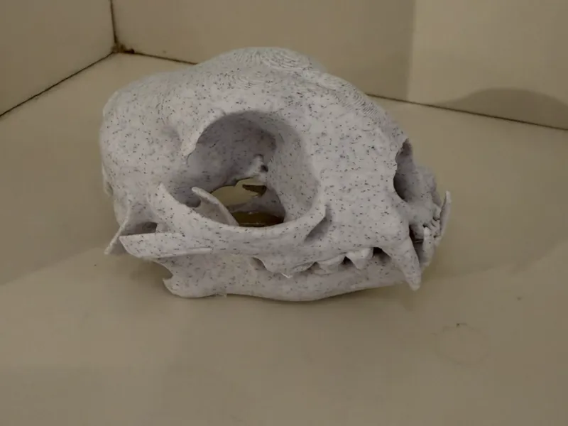 Black bear Skull
