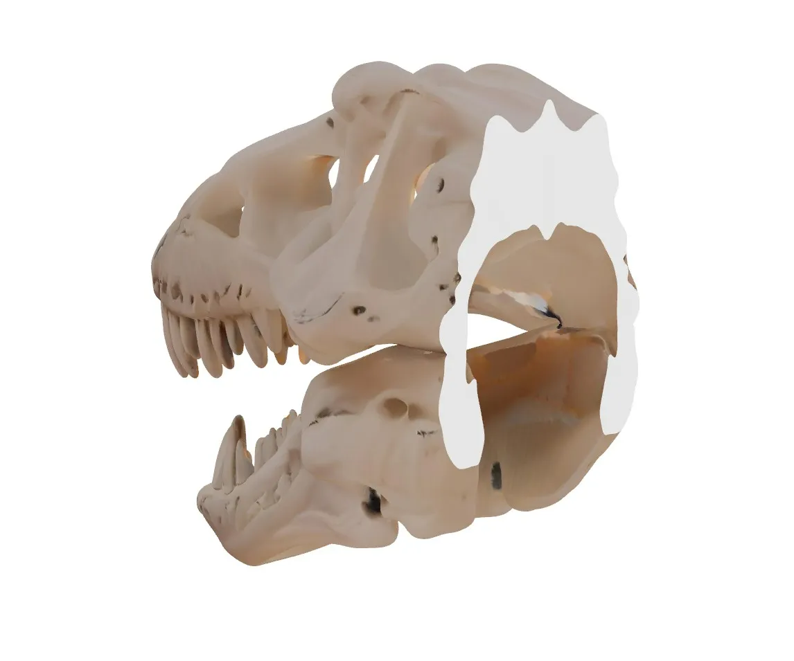 T-Rex Head Skull - Wall Art view 3