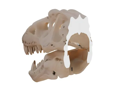 T-Rex Head Skull - Wall Art view 3