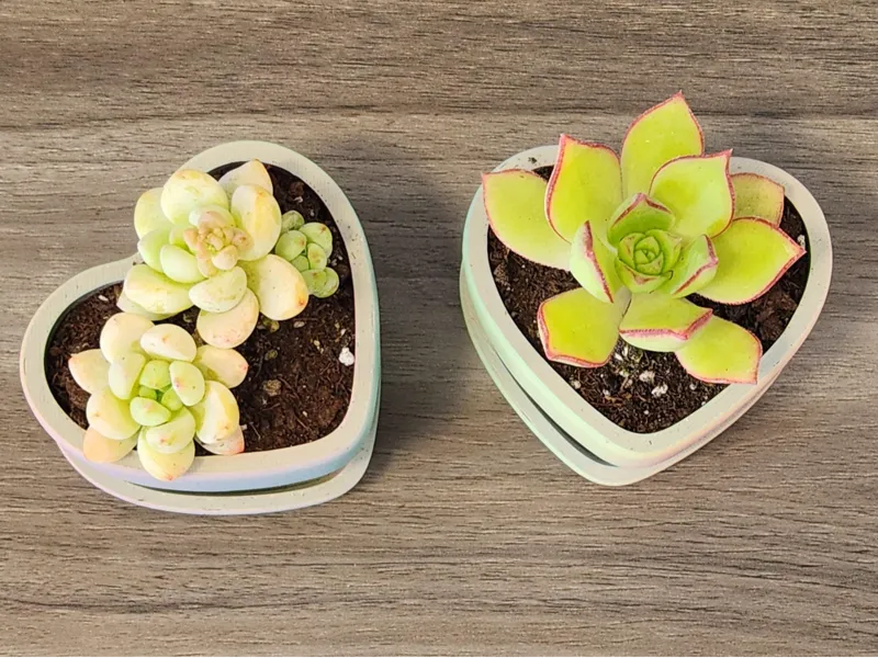 Heart Shaped Mini Planter