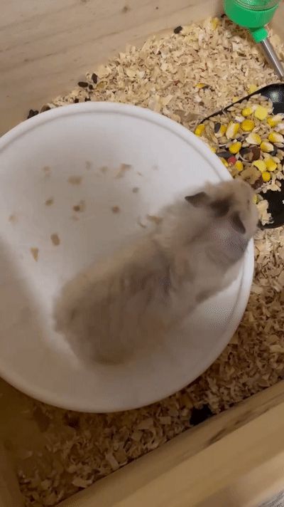 Open hamster wheel  开敞式仓鼠轮