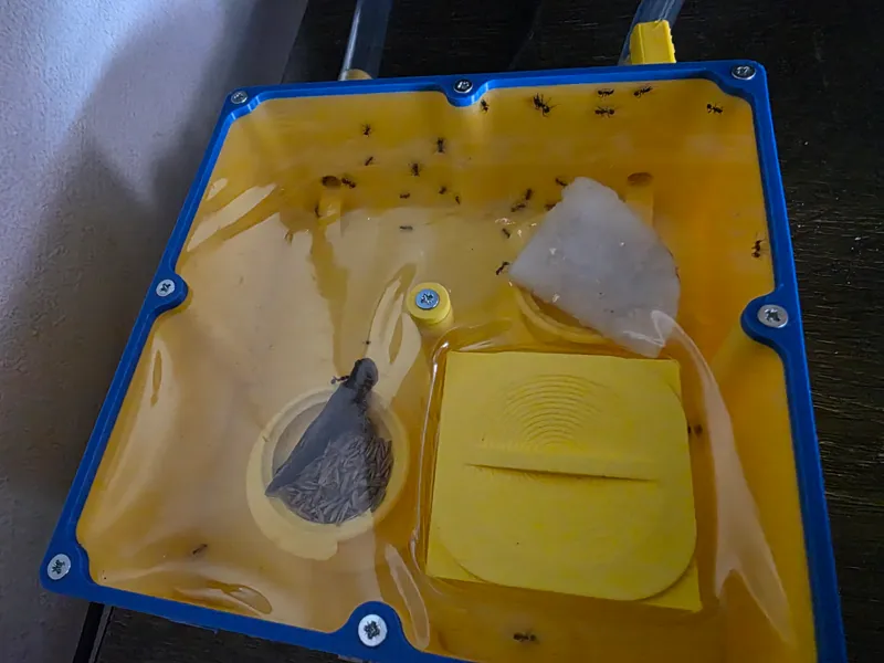 Ants Arena