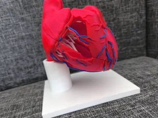 Anatomical heart with stand