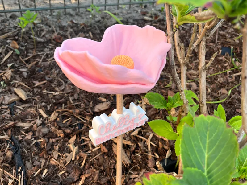 Insektentränke Herzblume