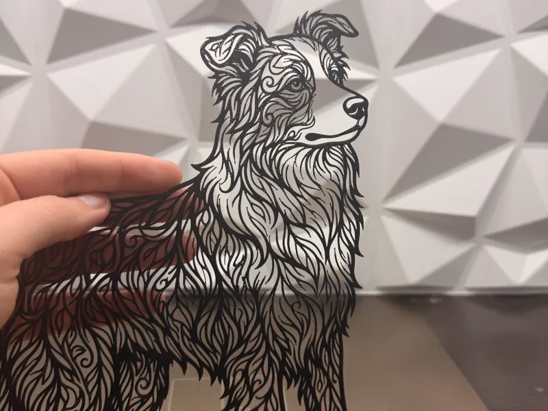 border collie