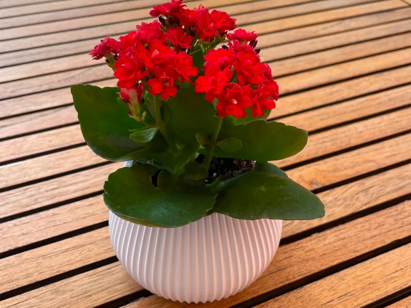 Vase Springs Small