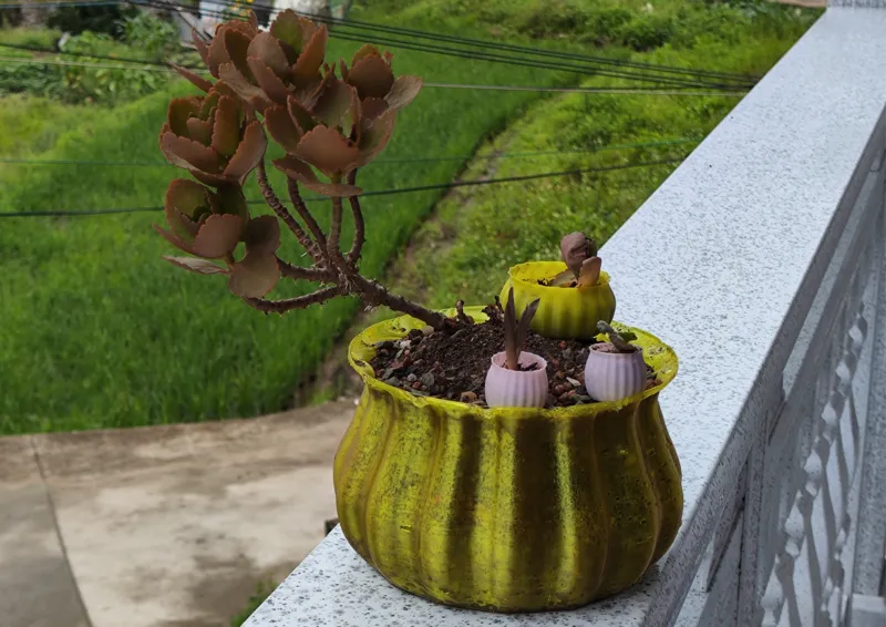 简易花盆