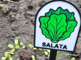 Plants label - SAŁATA (PL) [LETTUCE]