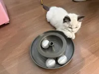 猫玩具-pla