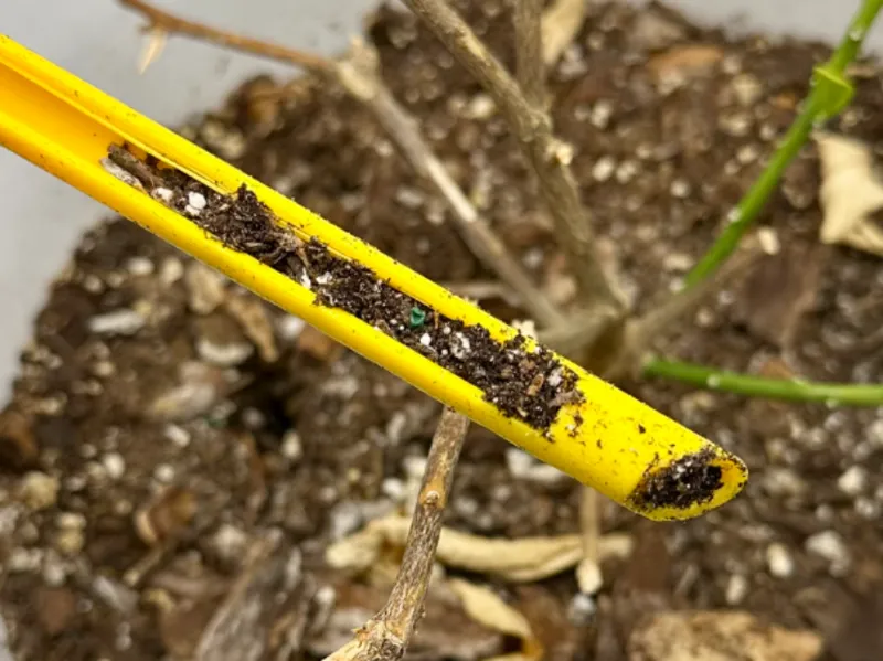 7 inch soil sampler for pots