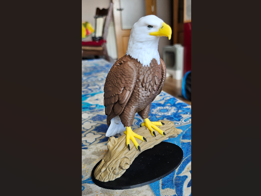 Bald Eagle - Aguila Calva