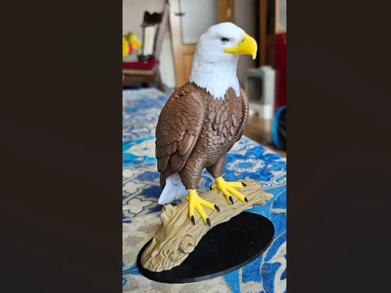 Bald Eagle - Aguila Calva