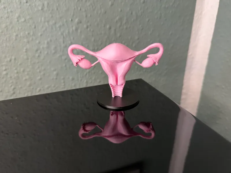Uterus