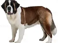 saint Bernard dog