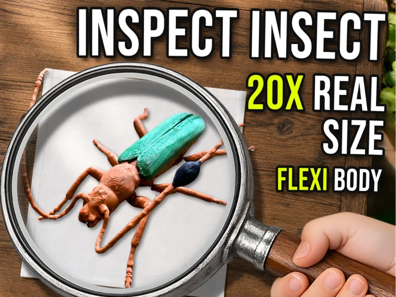 Inspect Insect - Compsocerus violaceus
