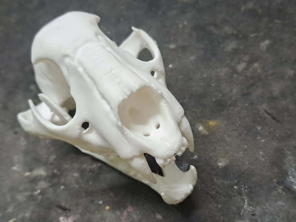 Leopard Skull