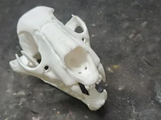 Leopard Skull
