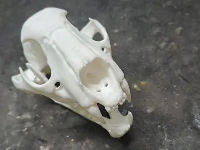 Leopard Skull