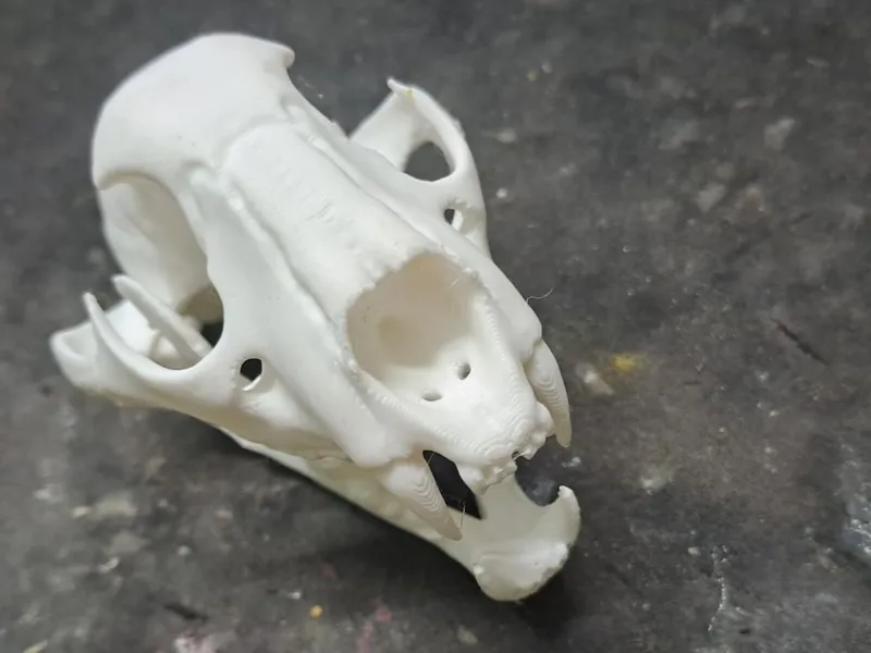 Leopard Skull