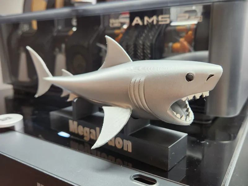 Megalodon Shark with Stand