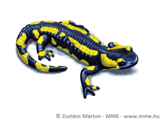 Salamandra Bookmark