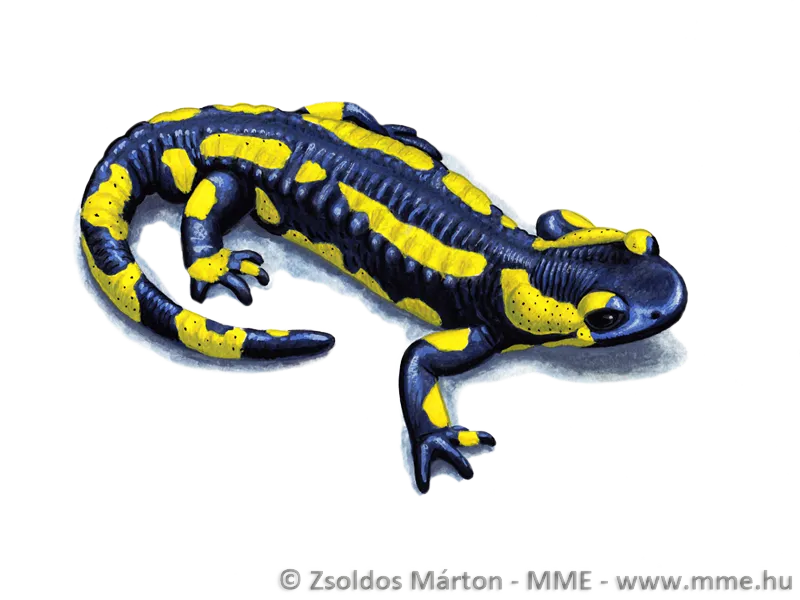 Salamandra Bookmark