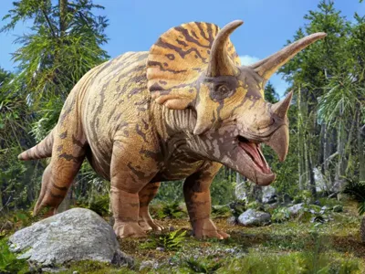 Triceratops DINOSAUR