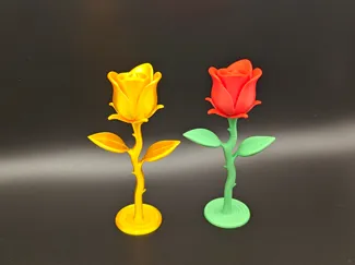 Rose Forever in bloom