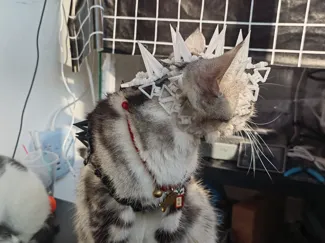 猫咪、小狗、宠物战斗铠甲、宠物衣服、 Pet Clothes
