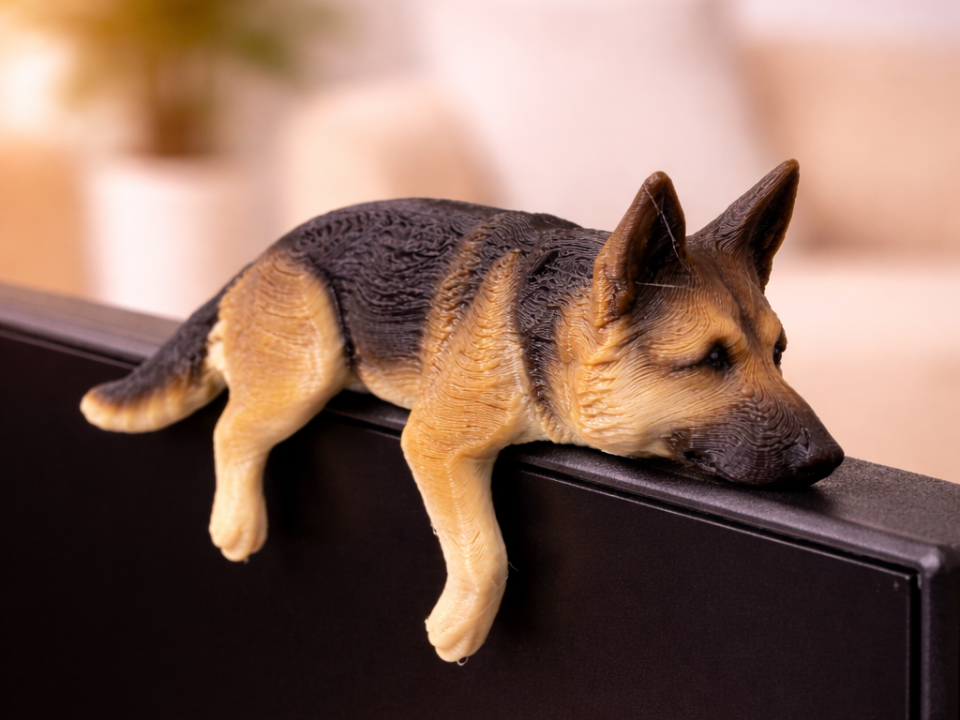 German shepherd Monitor pet