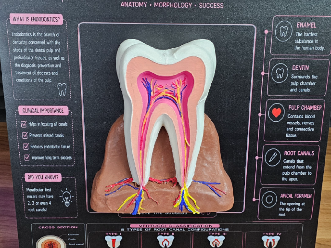 Realistic Human Tooth with Nerves – 3D Model 