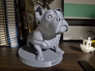 Buddy English Bulldog