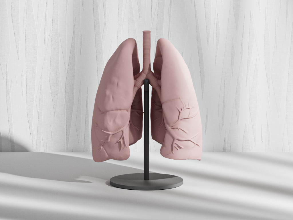 Real Human Lungs Anatomy Model