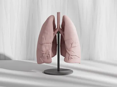 Real Human Lungs Anatomy Model