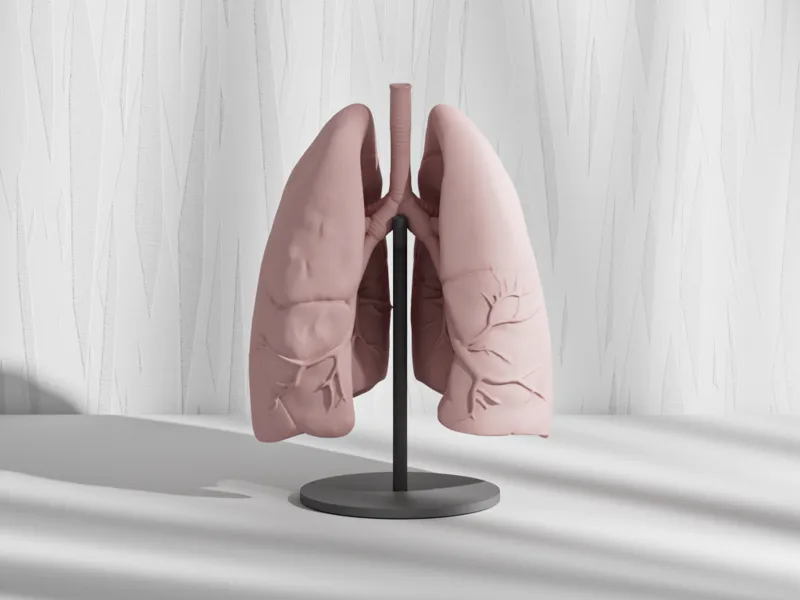Real Human Lungs Anatomy Model