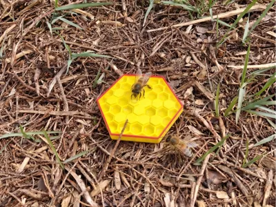 Hexagonal Bee Haven