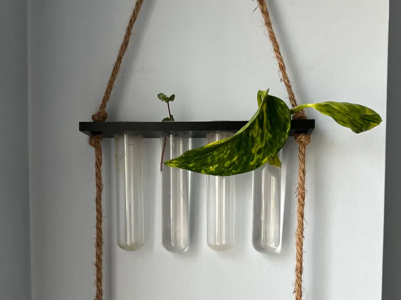 Propagation Test Tube Holder for Walls