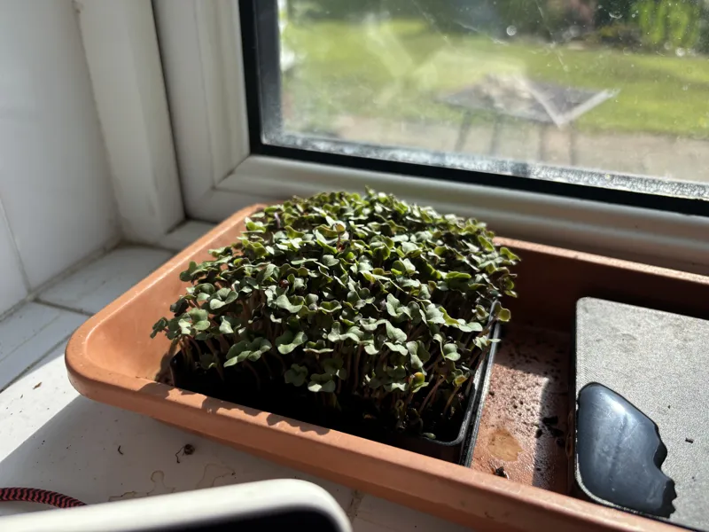 Microgreen Mini Trays