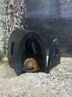 Fish Door