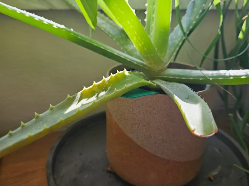 Aloe Plant Splint