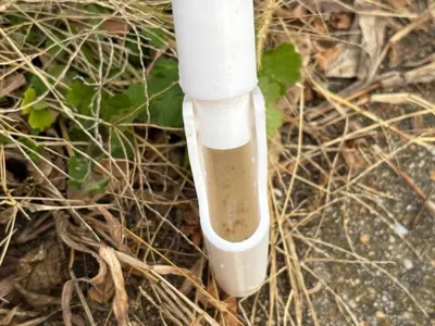 Mosquito Dipper 