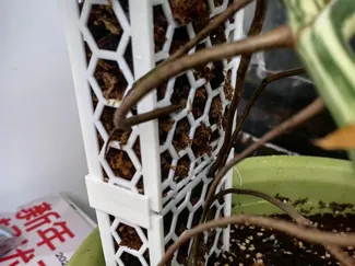 可拼接水苔柱