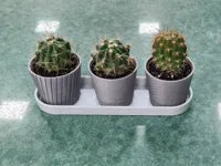 Mini cactus — photo 1