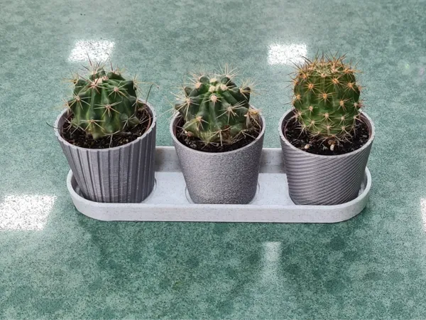 Mini cactus