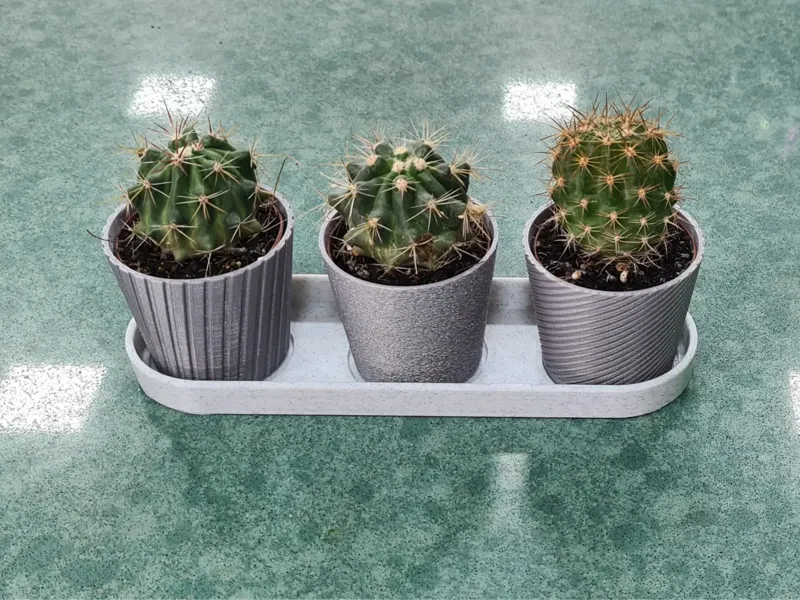 Mini Cactus