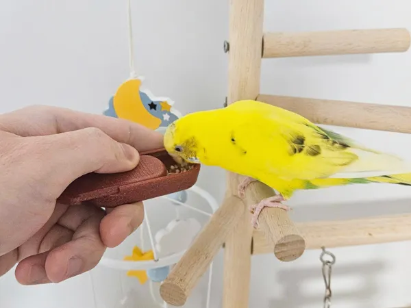 https://makerworld.bblmw.com/makerworld/model/US49d43c020778d6/design/2026-01-18_c7d542c131926.png