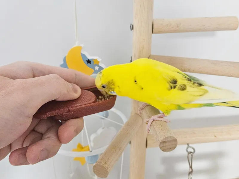 Small Bird Training Hand Feeder