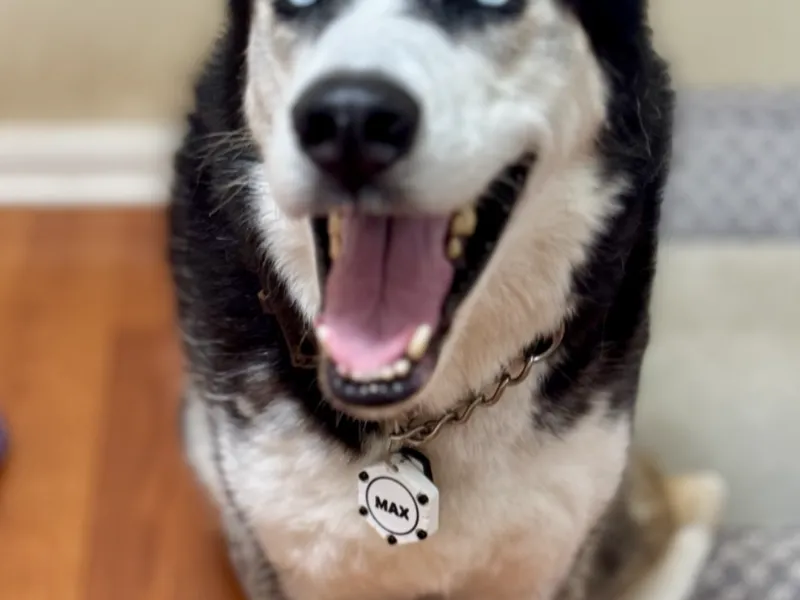 Heavy-Duty AirTag Holder/Dog Tag/Keychain