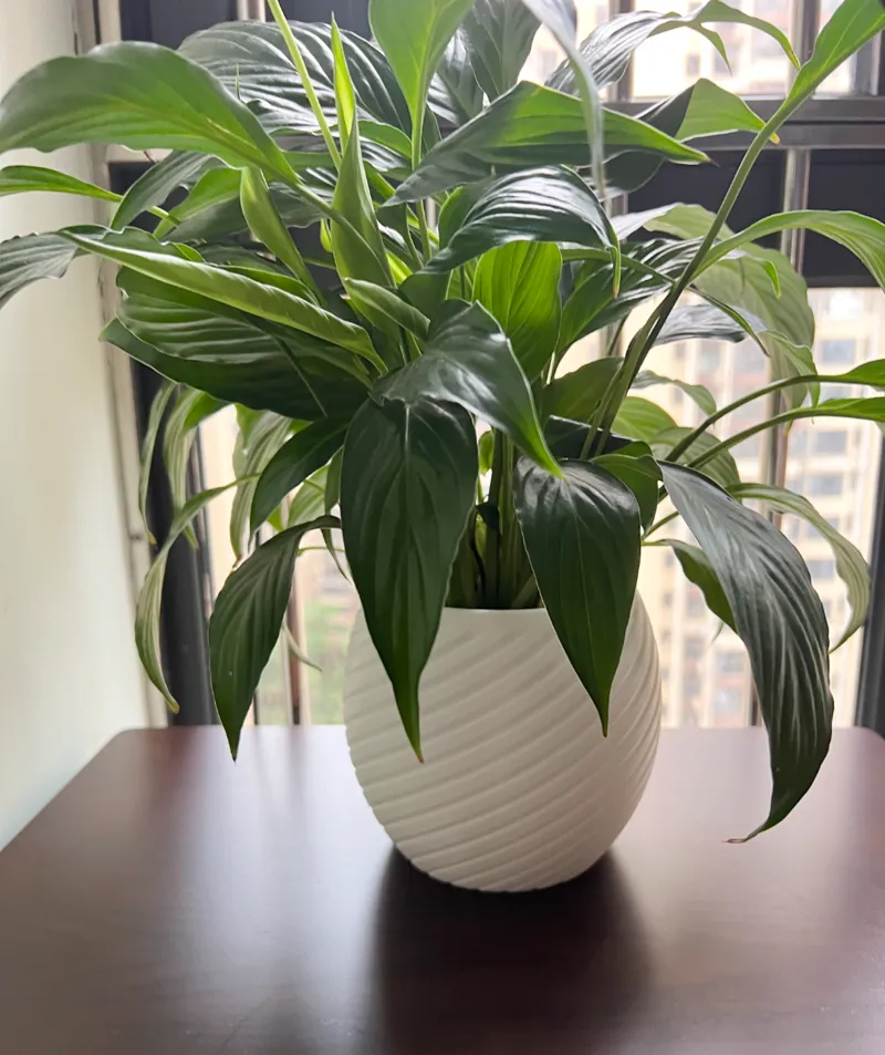 planter-me